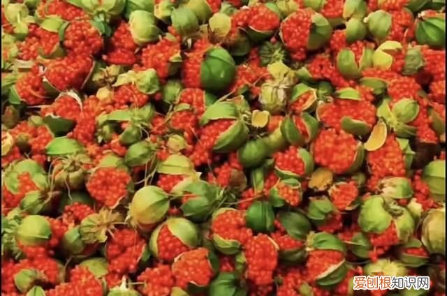 林下种植什么中药材最好