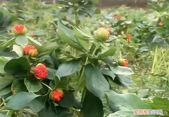 林下种植什么中药材最好