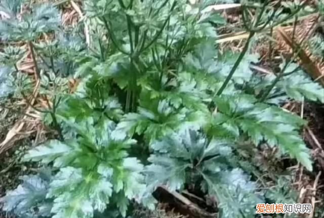 林下种植什么中药材最好