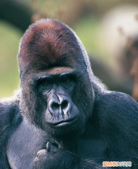 黑猩猩比人类还强壮?是这个基因和激素的功劳有关吗