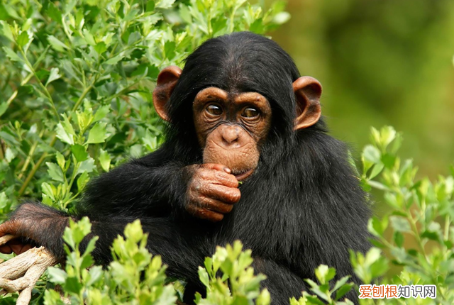 黑猩猩比人类还强壮?是这个基因和激素的功劳有关吗