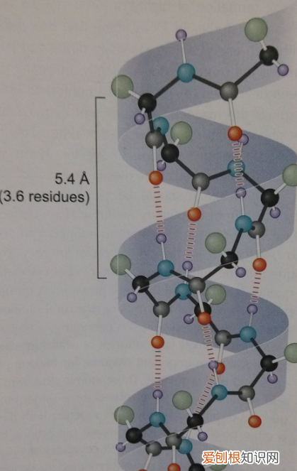 研究肽链中肽键的序列对蛋白质结构的影响