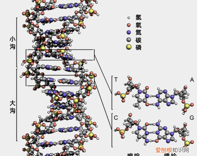 研究肽链中肽键的序列对蛋白质结构的影响