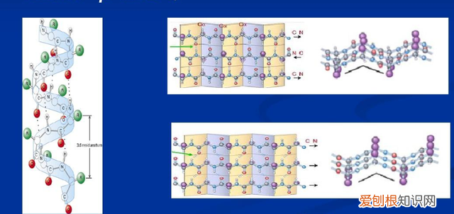研究肽链中肽键的序列对蛋白质结构的影响