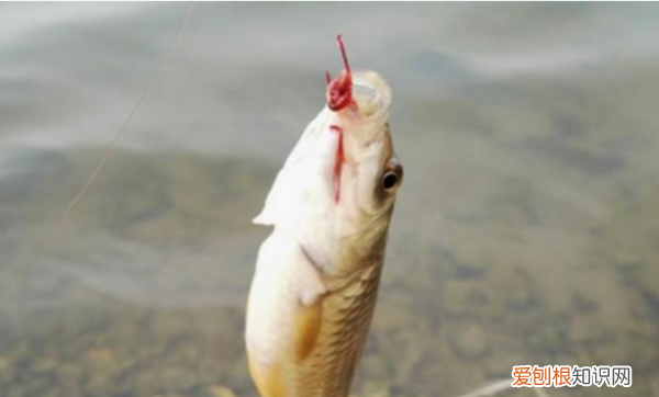 红虫夹子的使用方法,红虫上饵器的使用方法视频