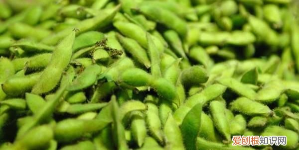 毛豆可以隔夜吃吗 煮的毛豆隔夜还能吃吗