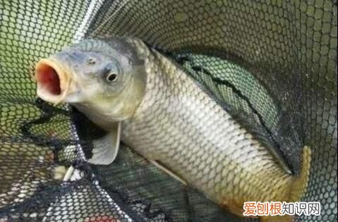 这几种常见水果,不仅人喜欢吃,鱼也喜欢吃的英文