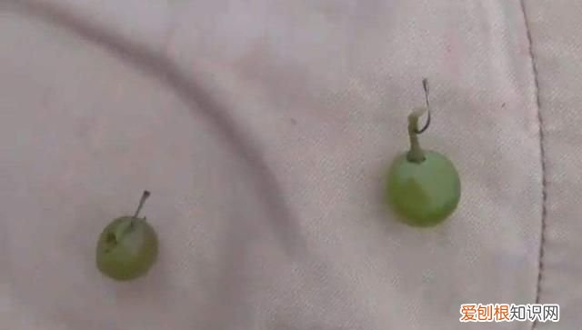 这几种常见水果,不仅人喜欢吃,鱼也喜欢吃的英文