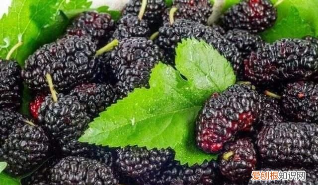 这几种常见水果,不仅人喜欢吃,鱼也喜欢吃的英文