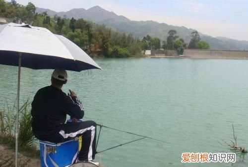 这几种常见水果,不仅人喜欢吃,鱼也喜欢吃的英文