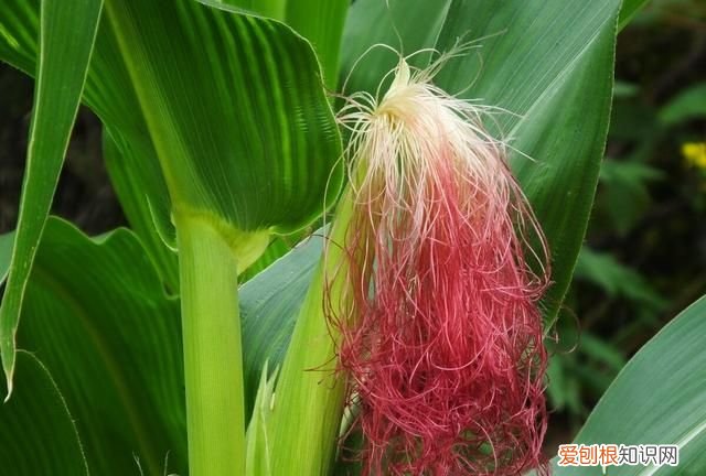 保存玉米水煮还是放冰箱,玉米中的黄曲霉素用水煮能消除吗