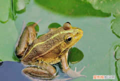 青蛙怎么呼吸，青蛙用什么呼吸
