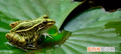 青蛙怎么呼吸，青蛙用什么呼吸