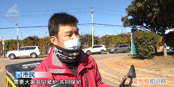 没有给你摘秃就已经很克制了!行道枇杷树遭棍打 骑身上摘果实!但是这真不能吃呀