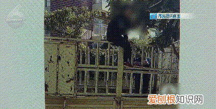 没有给你摘秃就已经很克制了!行道枇杷树遭棍打 骑身上摘果实!但是这真不能吃呀