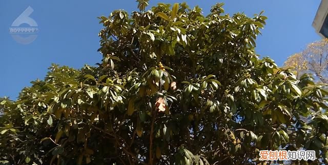 没有给你摘秃就已经很克制了!行道枇杷树遭棍打 骑身上摘果实!但是这真不能吃呀