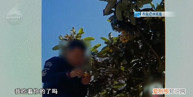 没有给你摘秃就已经很克制了!行道枇杷树遭棍打 骑身上摘果实!但是这真不能吃呀