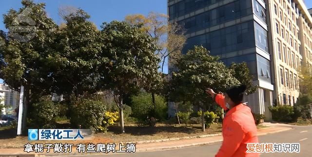 没有给你摘秃就已经很克制了!行道枇杷树遭棍打 骑身上摘果实!但是这真不能吃呀