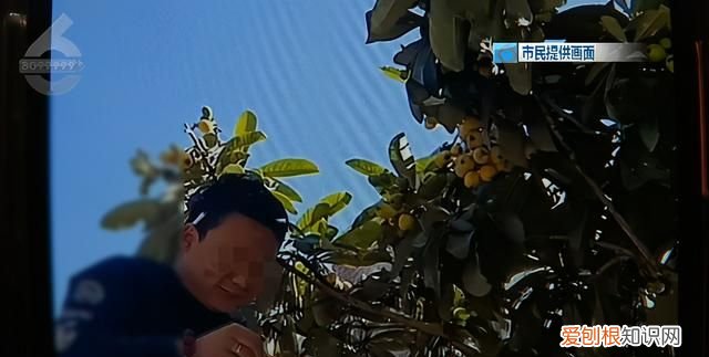 没有给你摘秃就已经很克制了!行道枇杷树遭棍打 骑身上摘果实!但是这真不能吃呀