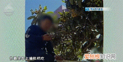 没有给你摘秃就已经很克制了!行道枇杷树遭棍打 骑身上摘果实!但是这真不能吃呀