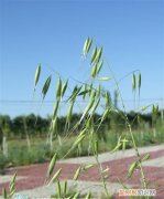 野燕麦的功效与作用，小麦拔节期还能打燕麦药