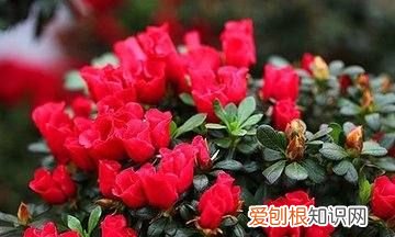 杜鹃花用什么土栽植，栽培杜鹃花的土壤常用的有几种肥料