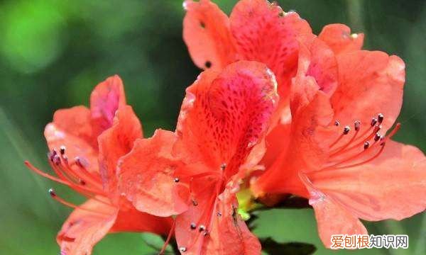 杜鹃花用什么土栽植，栽培杜鹃花的土壤常用的有几种肥料