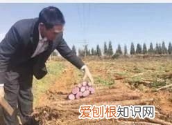 紫山药十大功效 紫山药奇形怪状