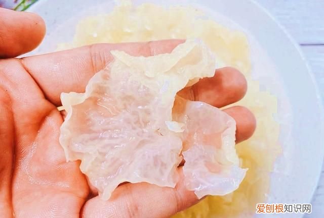 银耳要泡多久才能煮出胶 银耳要泡多久才可以煮出胶