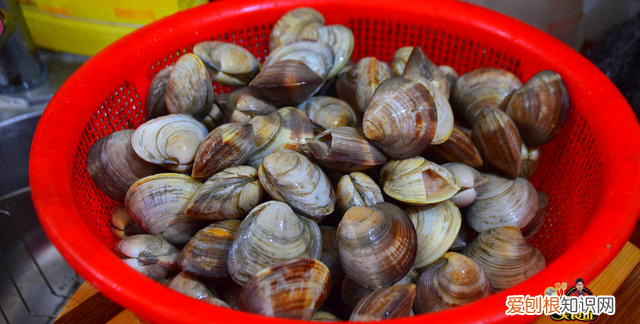 炒蛤蜊的时候为什么蛤蜊会开口,炒好的蛤蜊有泥沙怎么补救