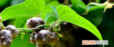 山药豆是怎么长出来的,山药是怎么种的怎么长出来的图片