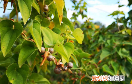 山药豆是怎么长出来的,山药是怎么种的怎么长出来的图片