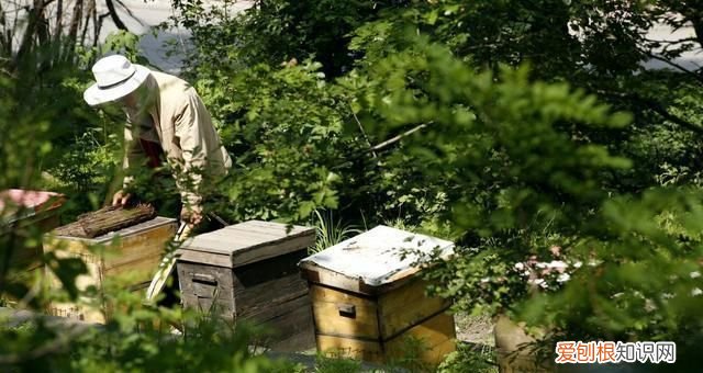 蜜蜂养殖,石灰能放进蜂箱中吗?对蜂群有帮助吗