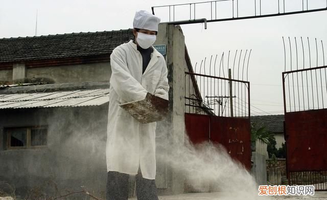 蜜蜂养殖,石灰能放进蜂箱中吗?对蜂群有帮助吗