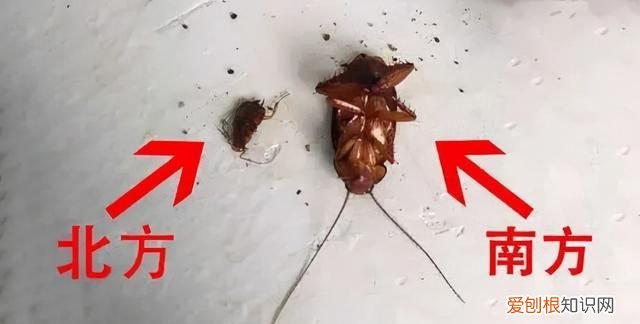 蟑螂为什么要称呼踩不死的小强