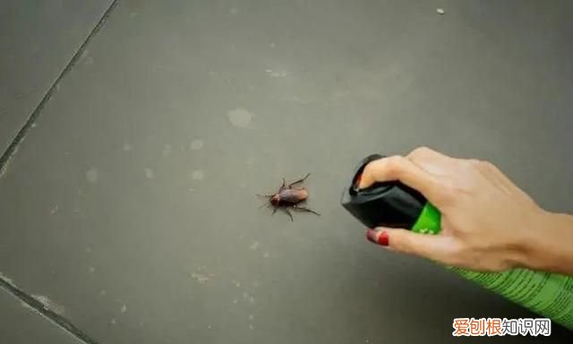 蟑螂为什么要称呼踩不死的小强