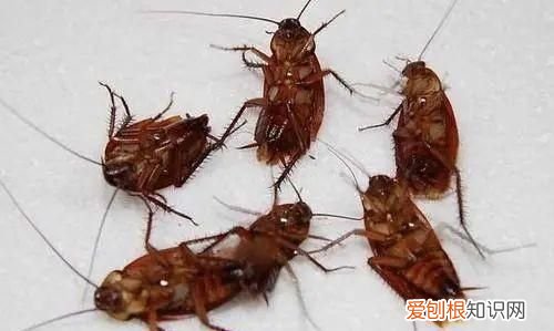 蟑螂为什么要称呼踩不死的小强