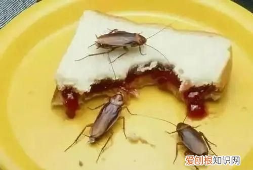 蟑螂为什么要称呼踩不死的小强