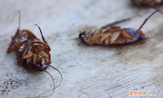 蟑螂为什么要称呼踩不死的小强