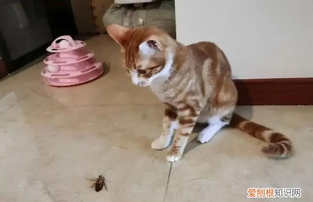 蟑螂为什么要称呼踩不死的小强