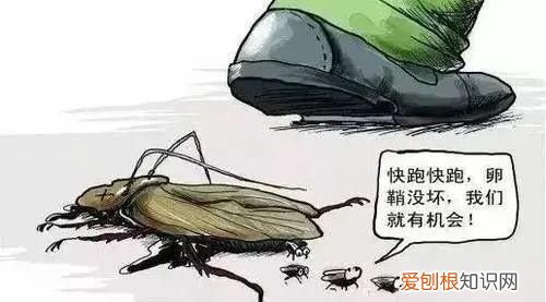 蟑螂为什么要称呼踩不死的小强