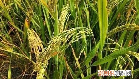 大米密封时间长了会长虫吗 大米为什么放久了会长虫