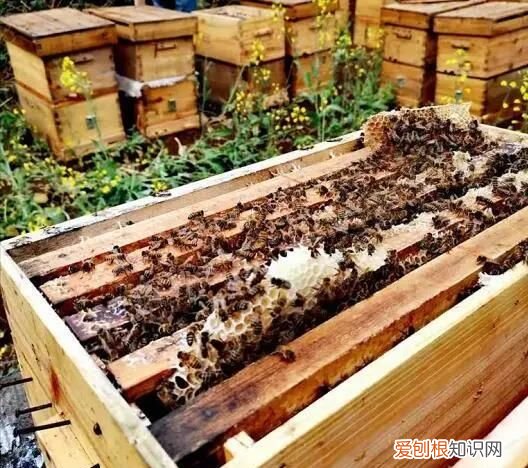 蜂蜜柠檬水上面一层长毛了还能喝吗