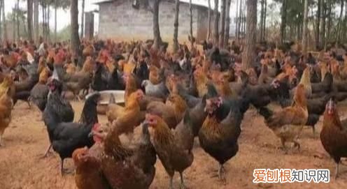 鸡舍有鸡的情况下用什么消毒液 鸡舍消毒用什么消毒液最好