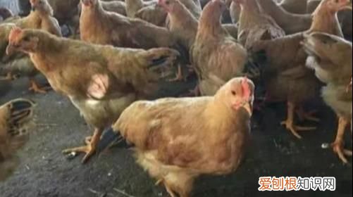 鸡舍有鸡的情况下用什么消毒液 鸡舍消毒用什么消毒液最好