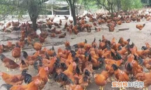 鸡舍有鸡的情况下用什么消毒液 鸡舍消毒用什么消毒液最好