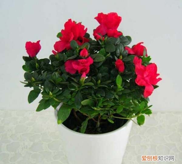 杜鹃叶子哗哗掉怎么办，杜鹃花掉叶子是怎么补救