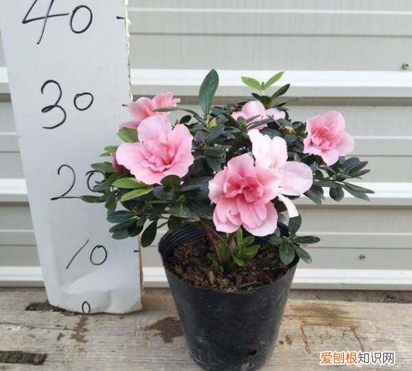 杜鹃叶子哗哗掉怎么办，杜鹃花掉叶子是怎么补救