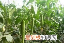 啰嗦子是什么丝瓜