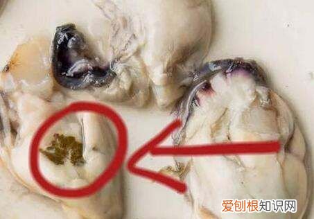生蚝吃什么,生蚝吃哪个部位示范图